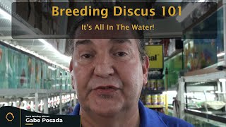 Breeding Discus 101  It's In The Water