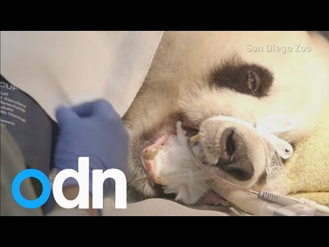 Wideo: Pet Scoop: Uggie dostaje ofertę książki, National Zoo Panda przechodzi sztuczną inseminację
