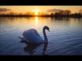 Jean sibelius  le cygne de tuonela  the swan of tuonela