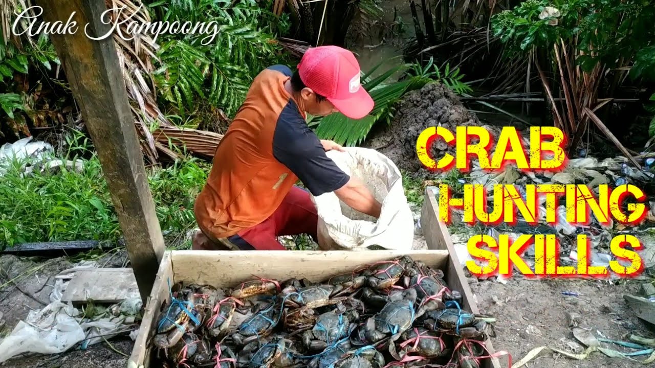TANGKAPAN HEBAT KEPITING BAKAU BESAR - Great Catch Of large mangrove crabs