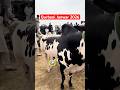 🔥Eid Ul Adha | The Thrill of Bull Racing: Fateh Jhang's Majestic Bulls