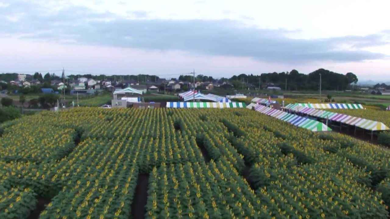 栃木県野木町 埼玉県加須市 向日葵畑 ラジコンヘリ空撮 Youtube 栃木県野木町 埼玉県加須市 向日葵畑 ラジコンヘリ空撮 Youtube