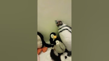 I WNAT MY OWN PENGUIN ARMY! Part 2 80 penguins!