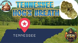 "TENNESSEE HOG'S BREATH" by TSB- THCA Small Buds Budget THCA Review!