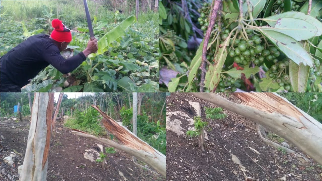 Checking the farm after tropical depression pass near Jamaica - YouTube
