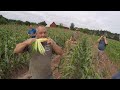 VEGETABLE FARMER REJOICES IN FIELD - WHY?