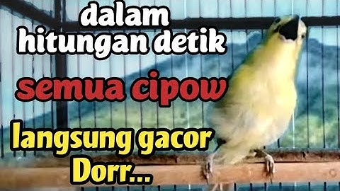 DALAM SEKEJAP CIPOW/SIRPU SEMUA MANAPUN.. APAPUN.. LANGSUNG RESPON EMOSI GACOR DORR... DENGAR CIPOH