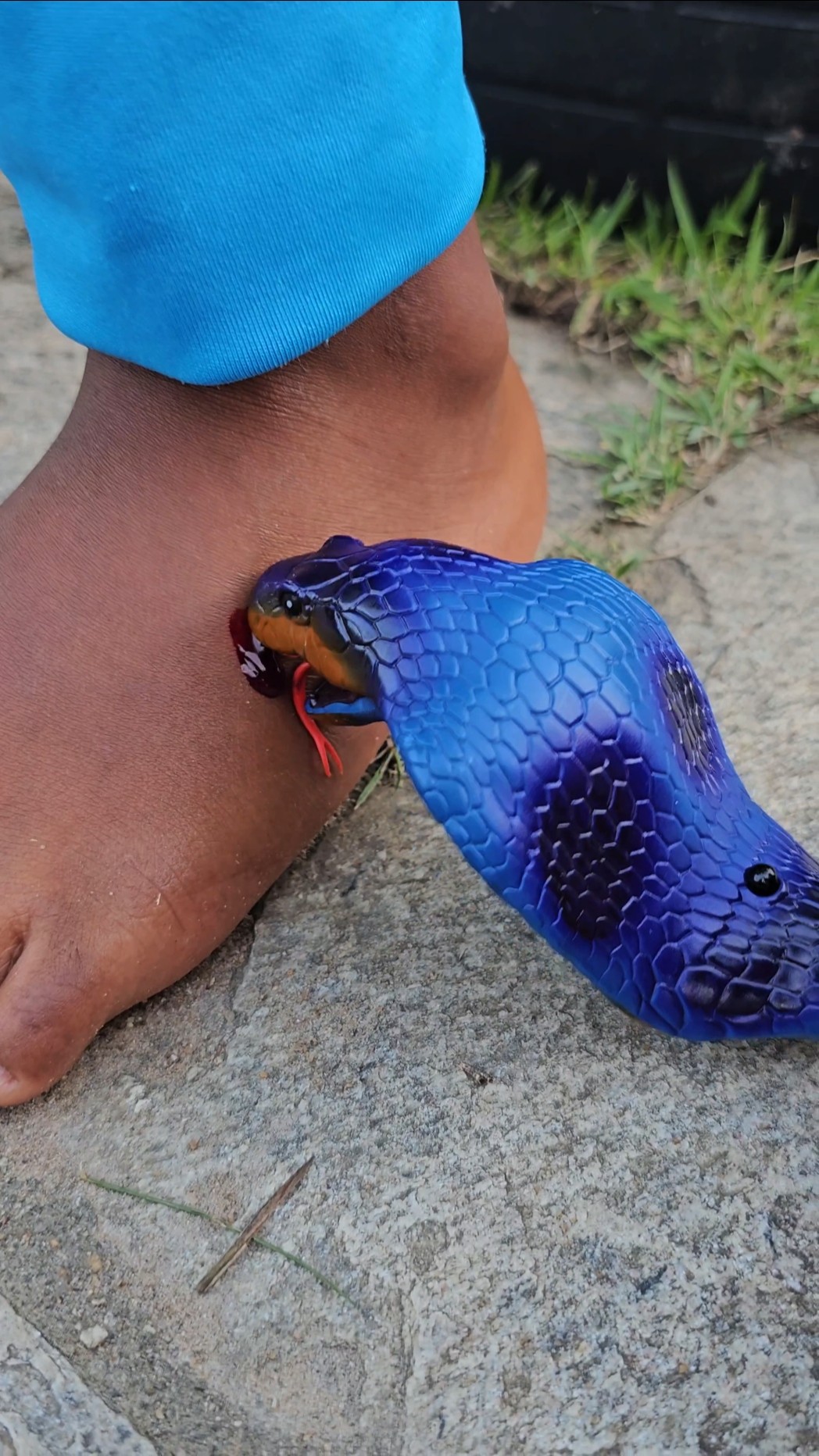 Snake Kiss Blue?? #funny #Snake #kiss