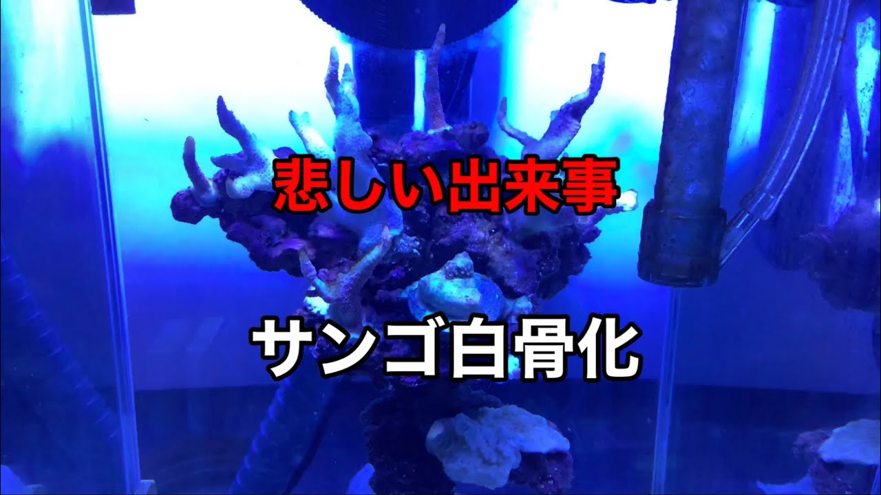 サンゴが白骨化しました。 - YouTube