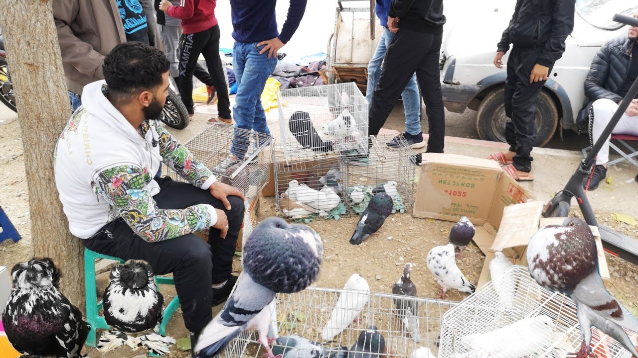 سلالة سيفينوس ب600درهم فسوق باب جديد مكناس للحمام 05/12/2021
