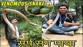 Venomous and Non-venomous snake || All about snake safety || Common rat and green pit viper ||