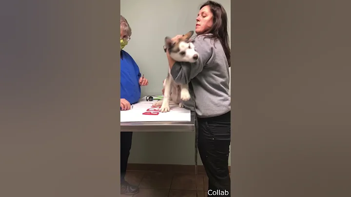 The Most Dramatic Husky #shorts