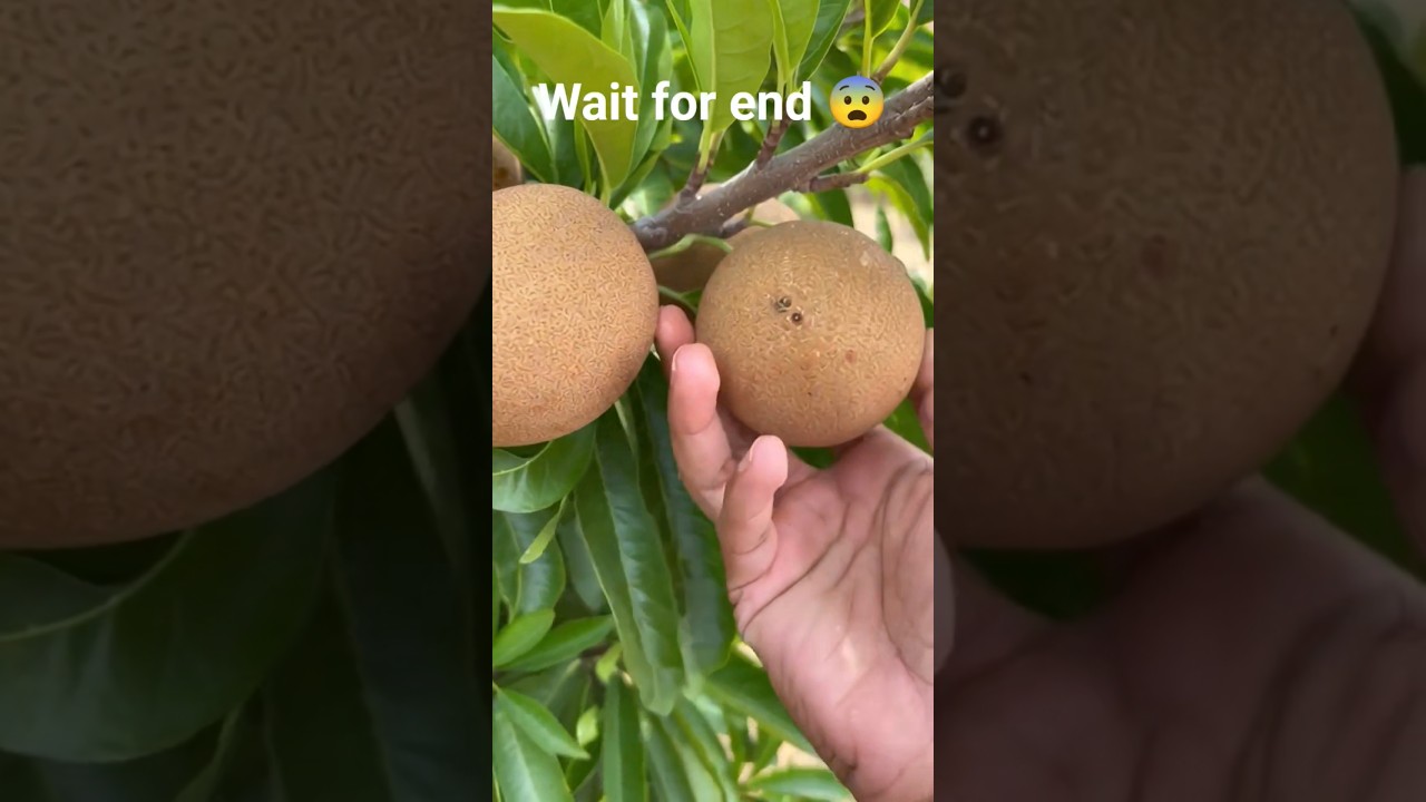 🫵🫵“Desi Kisan Chiku Ki Farming Se Kar Raha Hai Kamal!”