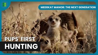 Pups Face Their First Predator Threat | Meerkat Manor: The Next Generation