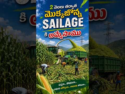 మొక్కజొన్న Sailage కి ఇచ్చేసాము