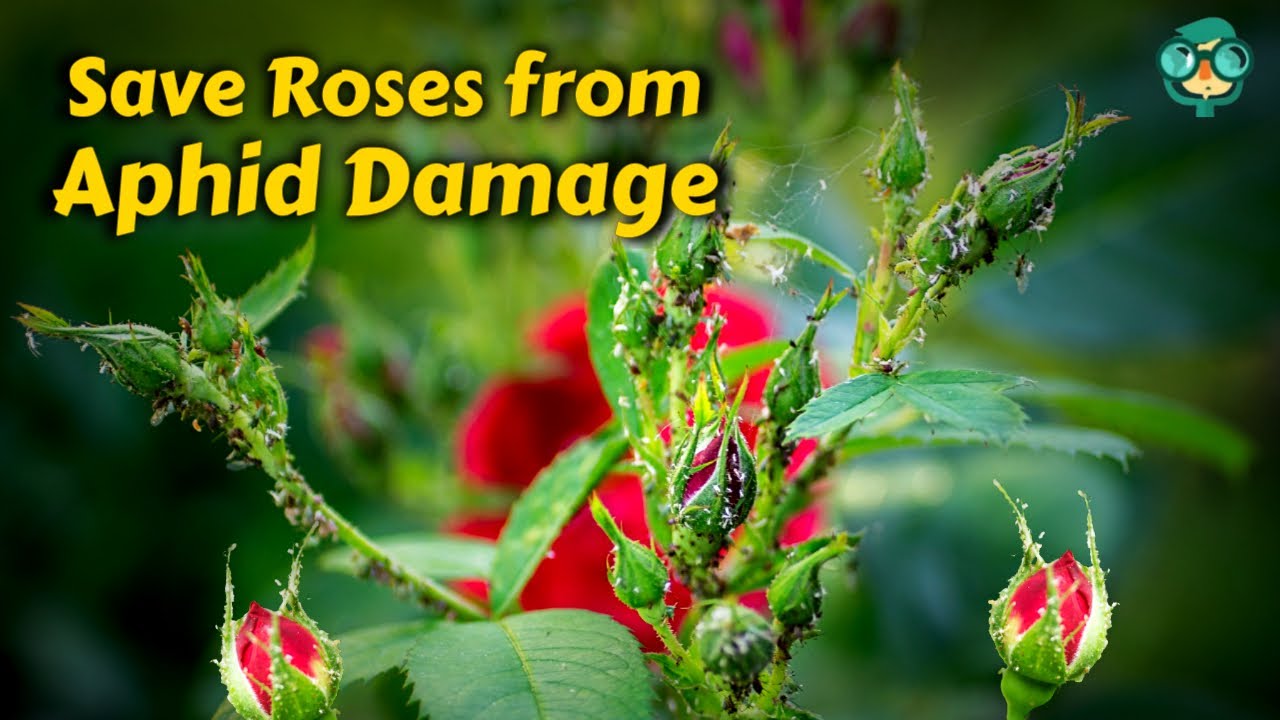 No More Aphids on Roses: Foolproof Aphid Control Plan || How to Get Rid ...