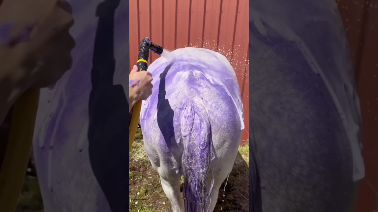 Should Muddy Horses Be Washed? #goodtoknow #educational #vet #medicine #lifehacks #funfacts #hacks