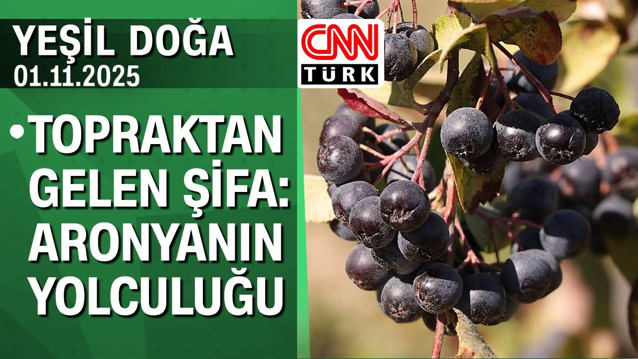 Topraktan Gelen Şifa: Aronyanın Yolculuğu - Yeşil Doğa 01.11.2025 Cumartesi