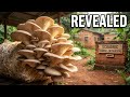 Welcome to EcoAgric Uganda Offices #uganda #mushroomgrowing