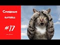 Cмешные КОТЫ, КОТИКИ, КОТЯТА  Приколы с животными #17