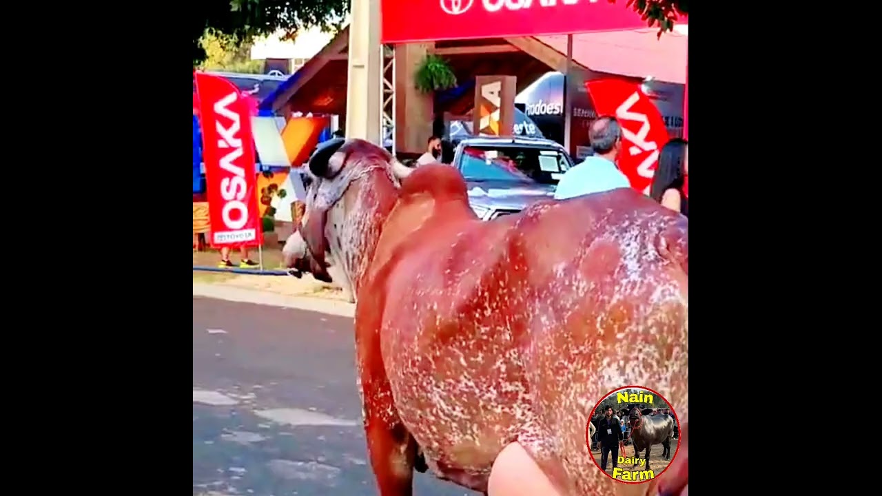 🌍 World Biggest Udder Gir Cow in Brazil