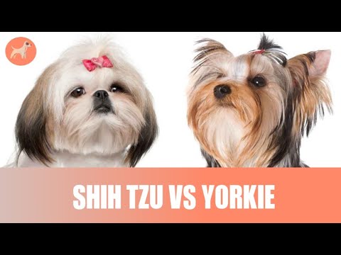 Shih Tzu Vs Yorkie: Breed Differences