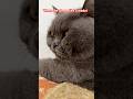 My Cat Sleeps in the Most Graceful Long Position Ever#cat #cute