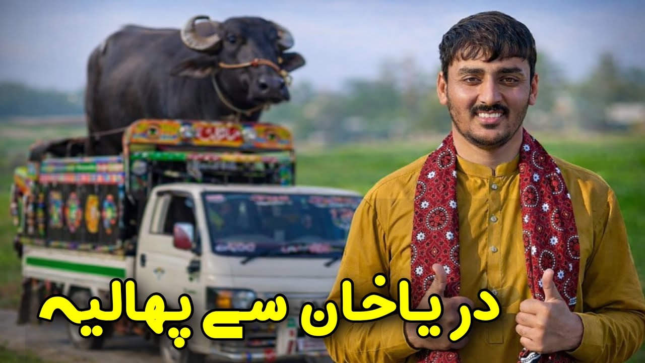 Bhains Transport Ka Real Safar | Darya Khan Se Phalia Tak JAC X200 Vlog #travelvlog 