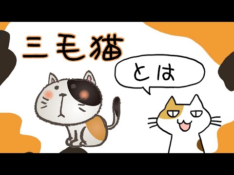 【猫】三毛猫とは【雑学・特徴】Calico