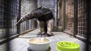 Zoo Knoxville's The Wild Life - Episode 1 Trailer