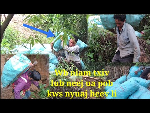 Video: Yuav Ua Li Cas Noj Cov Pob Kws Khov
