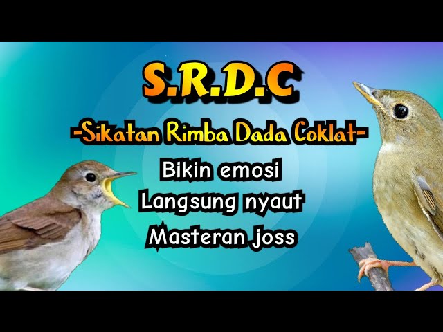 Masteran Sikatan Rimba Dada Coklat (SRDC) Untuk Mancing Bunyi#srdc #srdcgacor class=