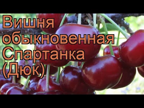 Вишня обыкновенная Спартанка (Дюк) &#55356;&#57151; обзор: как сажать, саженцы вишни Спартанка (Дюк)