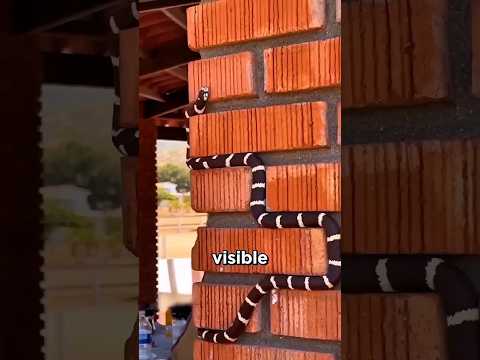 Invisible Animals Caught on Camera #facts #wildliferescue #animals #wildlife #invisible