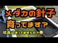 メダカの針子が育たないという方の為の動画　針子が育つ為のポイント　＠楽めだか