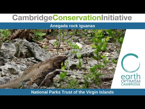 Anegada rock iguanas - National Parks Trust of the Virgin Islands