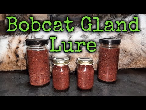 How to make Bobcat gland lure