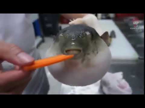 roblox-pufferfish