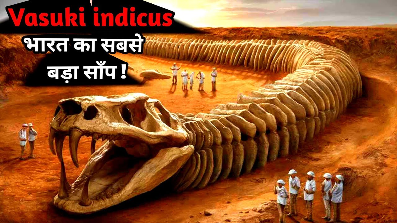 VASUKI INDICUS World s Largest Snake Fossils Discovery In INDIA VASUKI INDICUS World s Largest Snake Fossils Discovery In INDIA