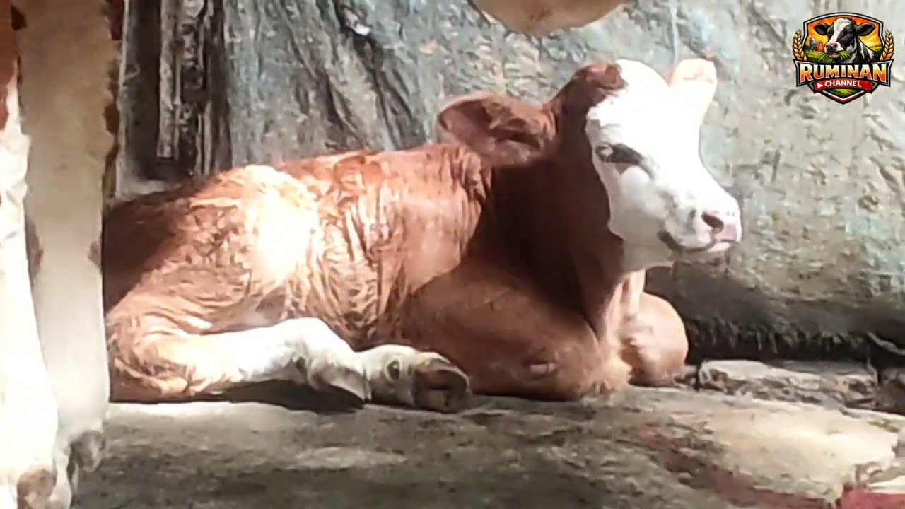 Indukan Berkualitas: Pondasi Utama Pedet Unggul