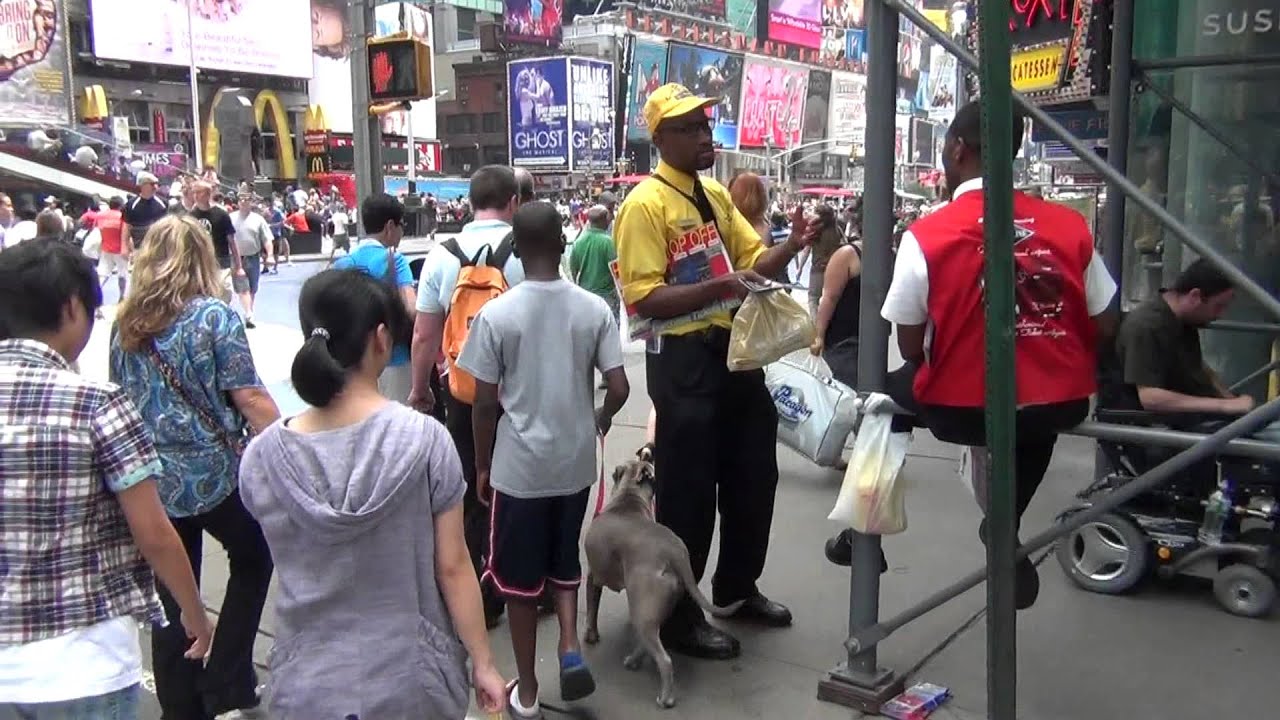 pitbull takes manhattan (trained pitbull walks herself in new york city
