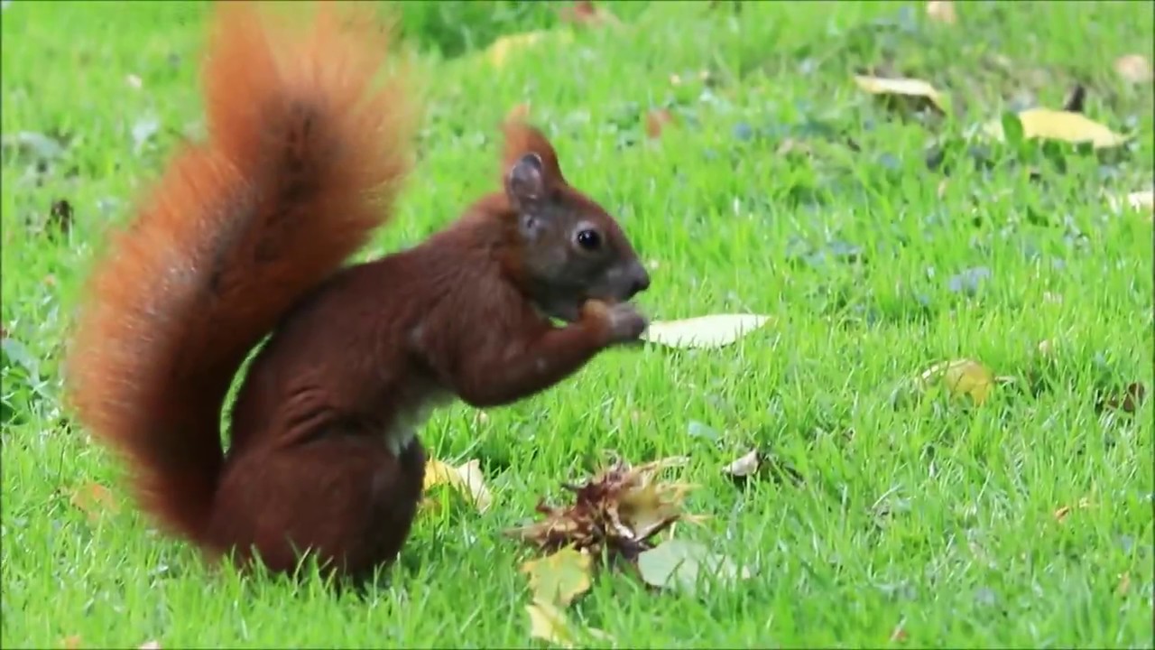 Egern samler forråd i Botanisk have - [København]