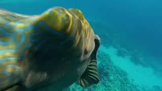 Рыба – Наполеон  в бухте Sharks bay. The Napoleon fish. Red sea. Egypt