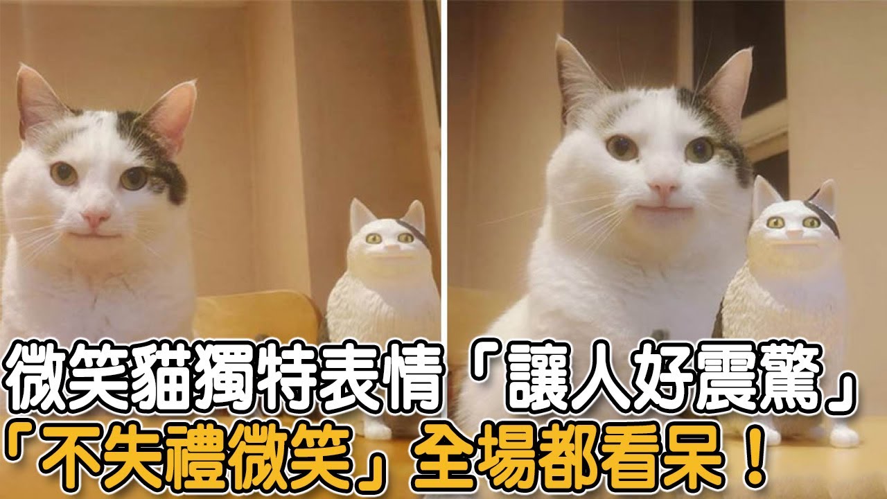 微笑貓獨特表情「讓人好震驚」「不失禮微笑」全場都看呆!|#貓咪故事 #微笑貓 - YouTube