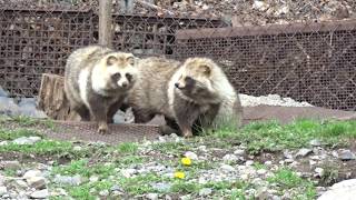 エゾタヌキ  Ezo raccoon dog