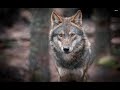Wild Italy - Il ritorno del lupo in Italia [Documentario]