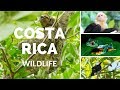 Costa Rica wildlife
