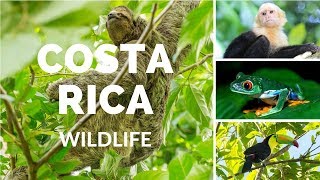 Costa Rica wildlife