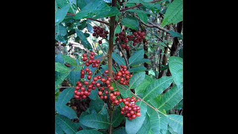 What are Brazilian pepper trees good for?
