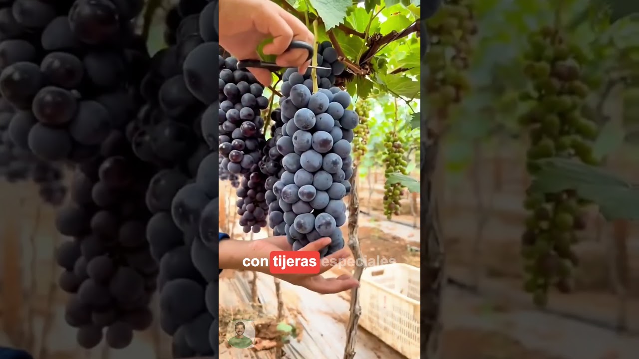 La uva Kyoho una de las uvas mas grandes del Mundo 